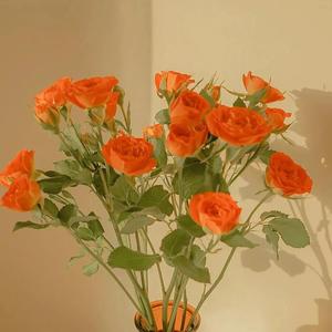 俄罗斯尺寸天花板免费
